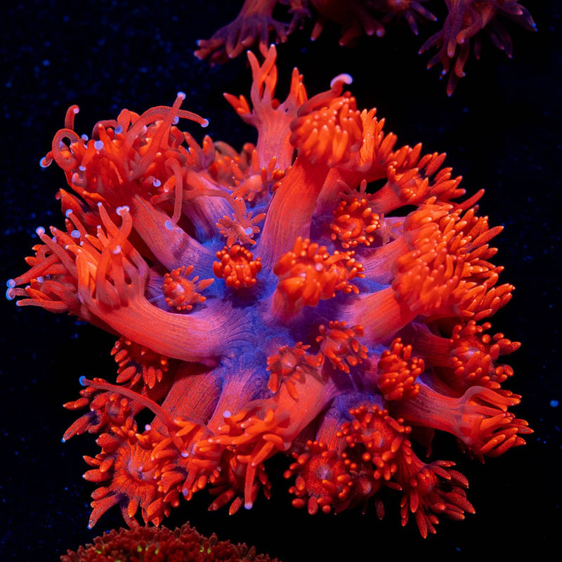 Cherry Red Goniopora
