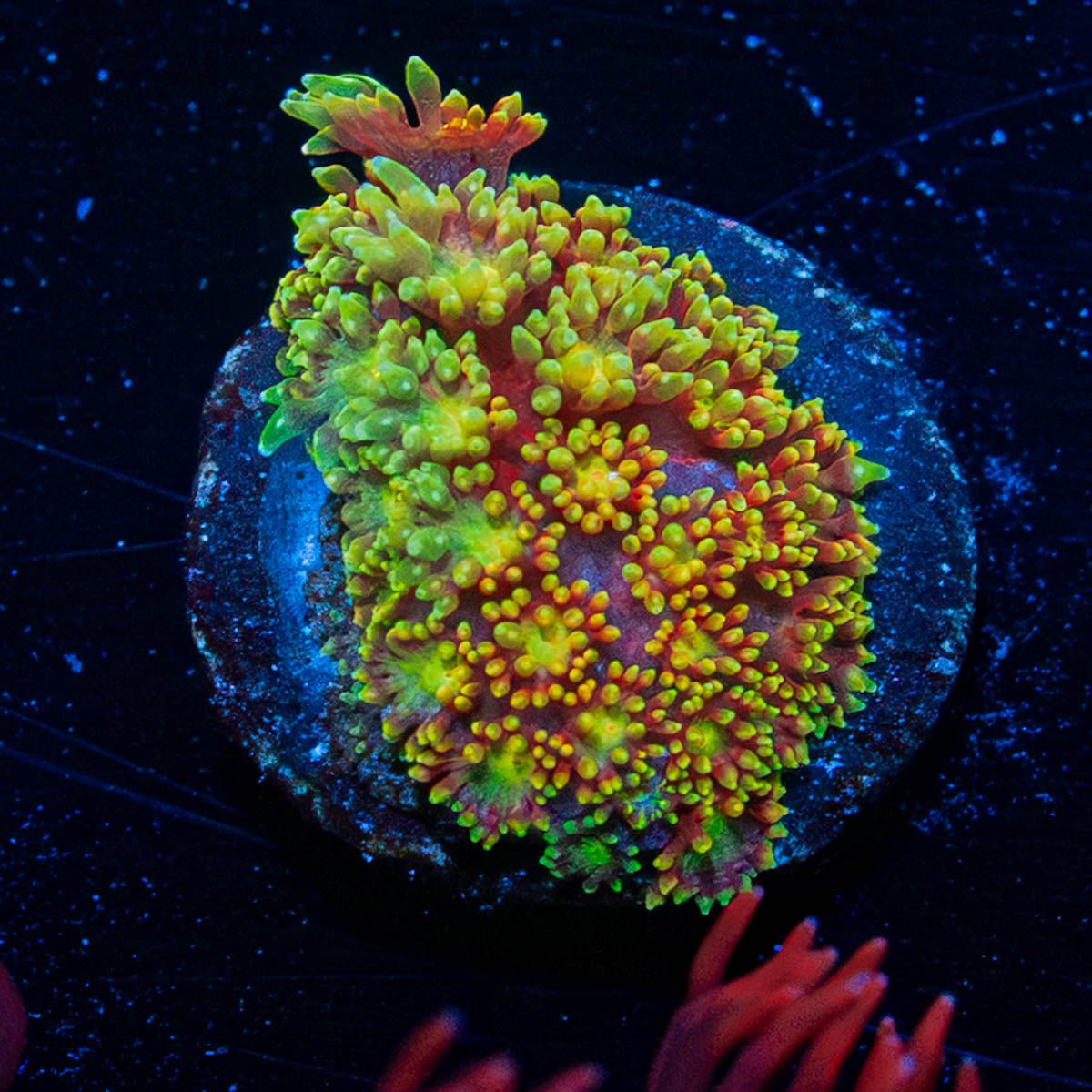 Light Year Bernadapora - riptide aquaculture llc