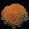 Rainbow Bernadapora chunky - riptide aquaculture llc