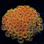 Rainbow Bernadapora chunky - riptide aquaculture llc