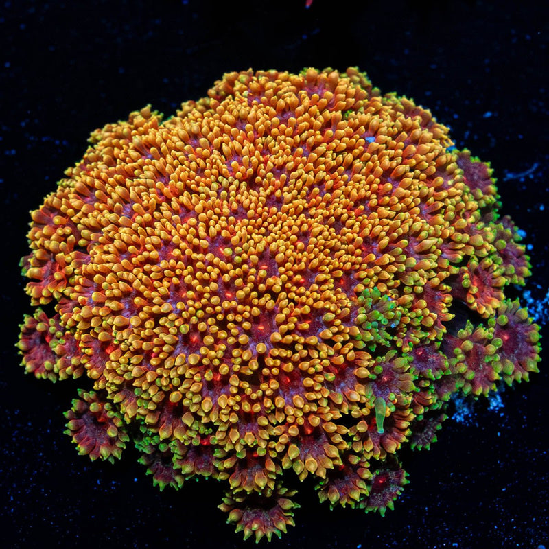 Rainbow Bernadapora chunky