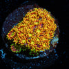 Light Year Bernadapora - riptide aquaculture llc