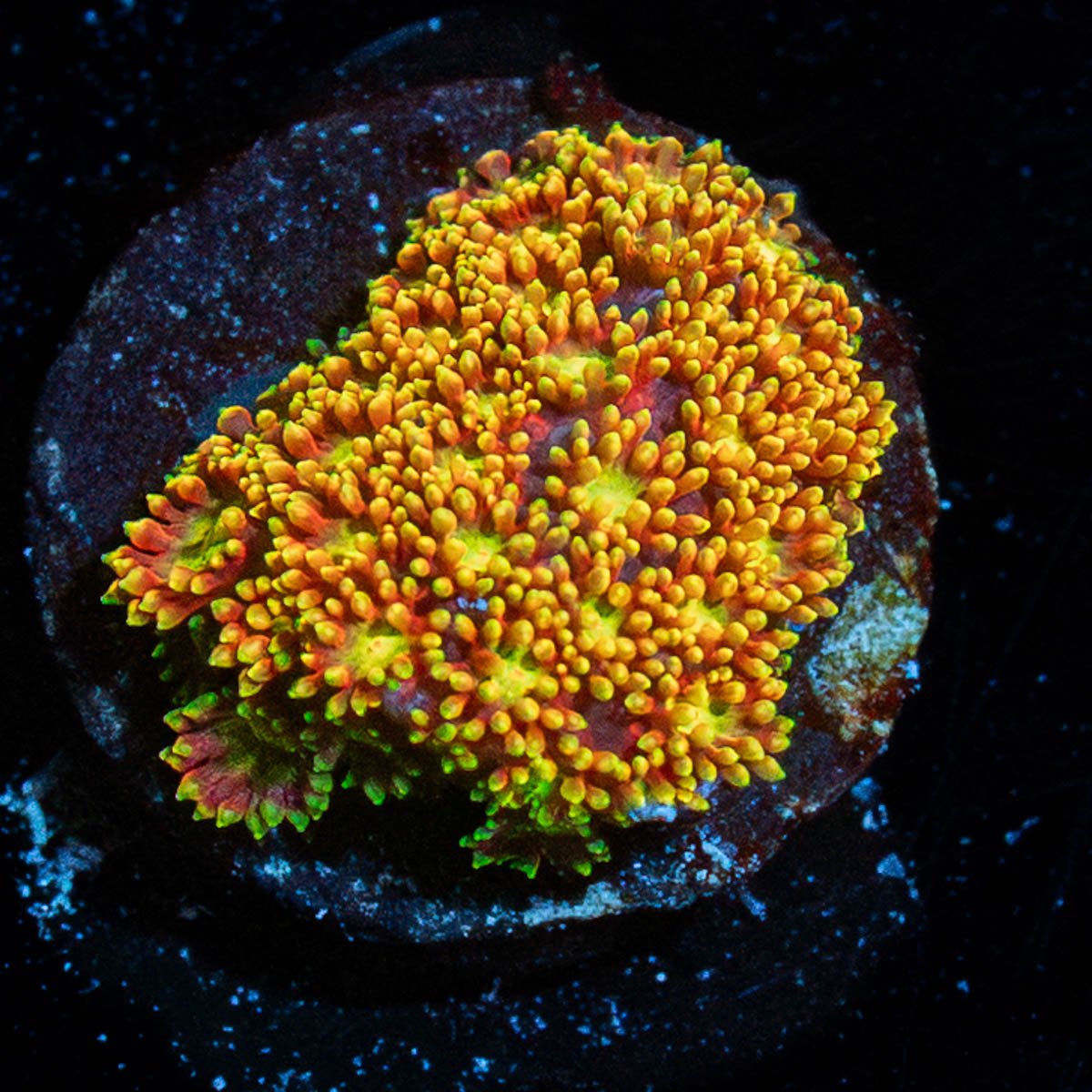 Light Year Bernadapora - riptide aquaculture llc