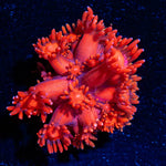 Red Bull Goniopora - riptide aquaculture llc