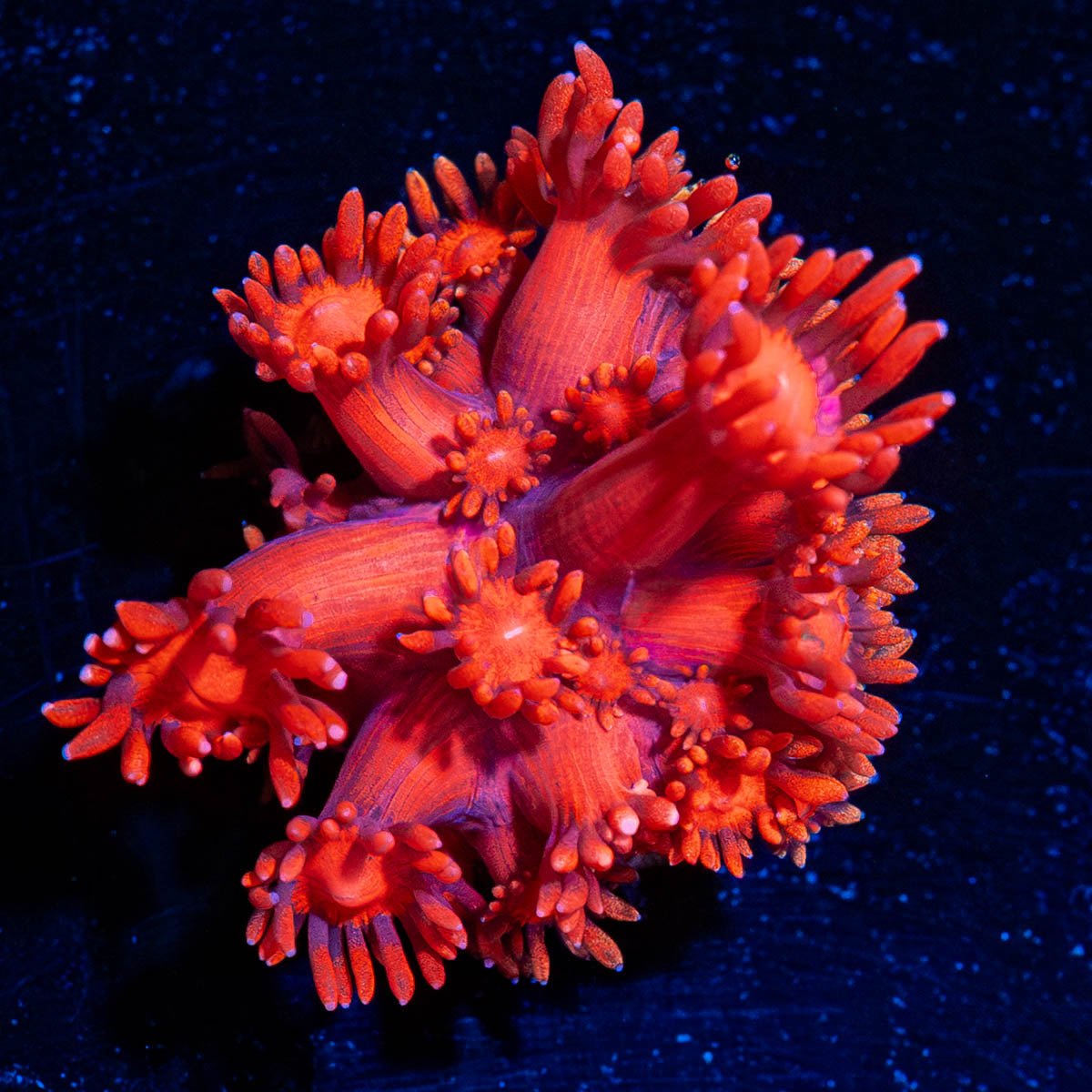Red Bull Goniopora - riptide aquaculture llc