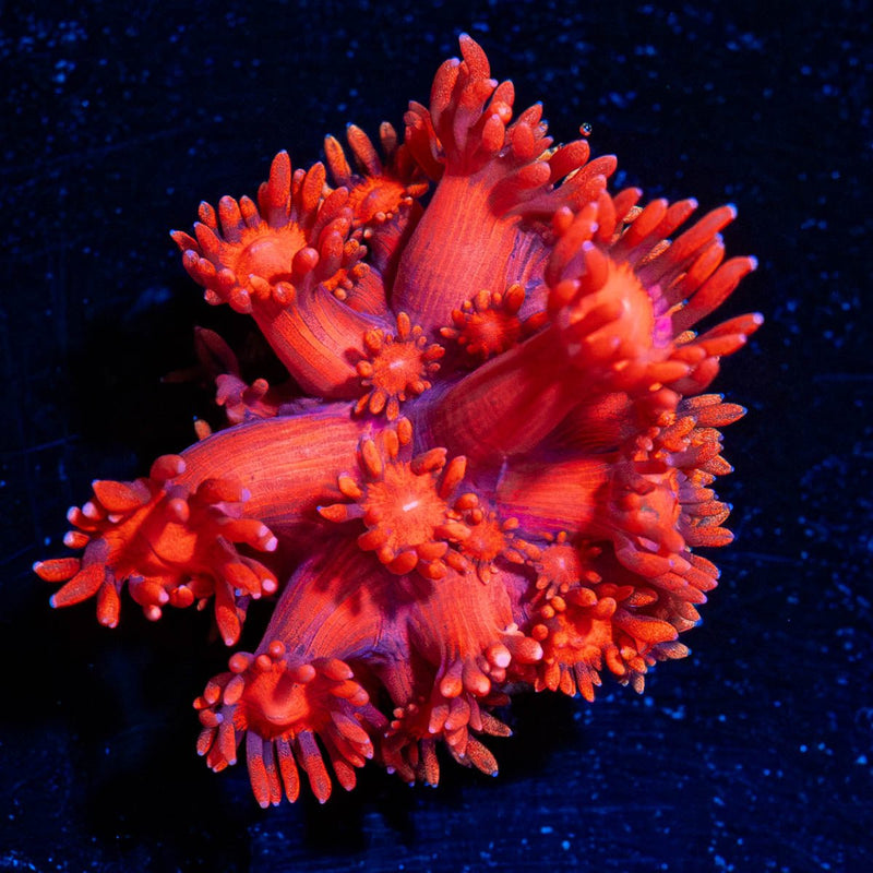 Red Bull Goniopora