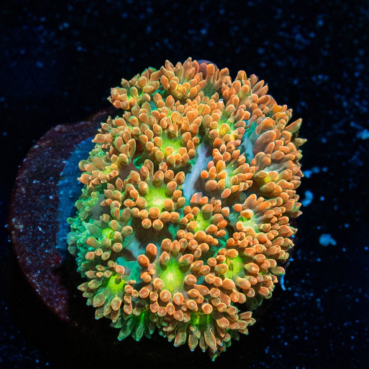Pumpkinhead Bernadapora - riptide aquaculture llc