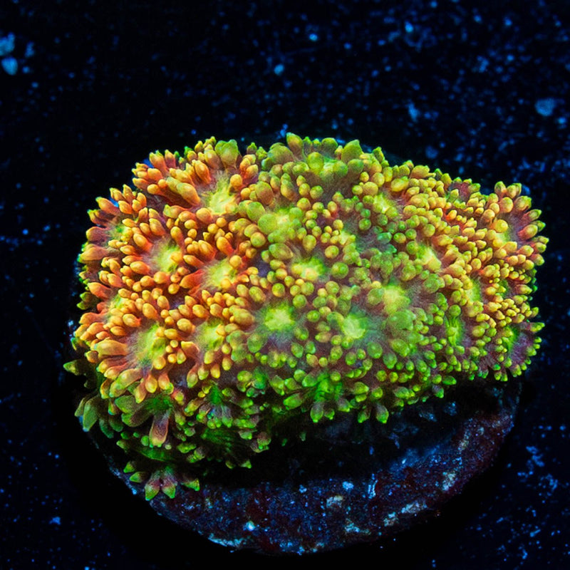 Light Year Bernadapora