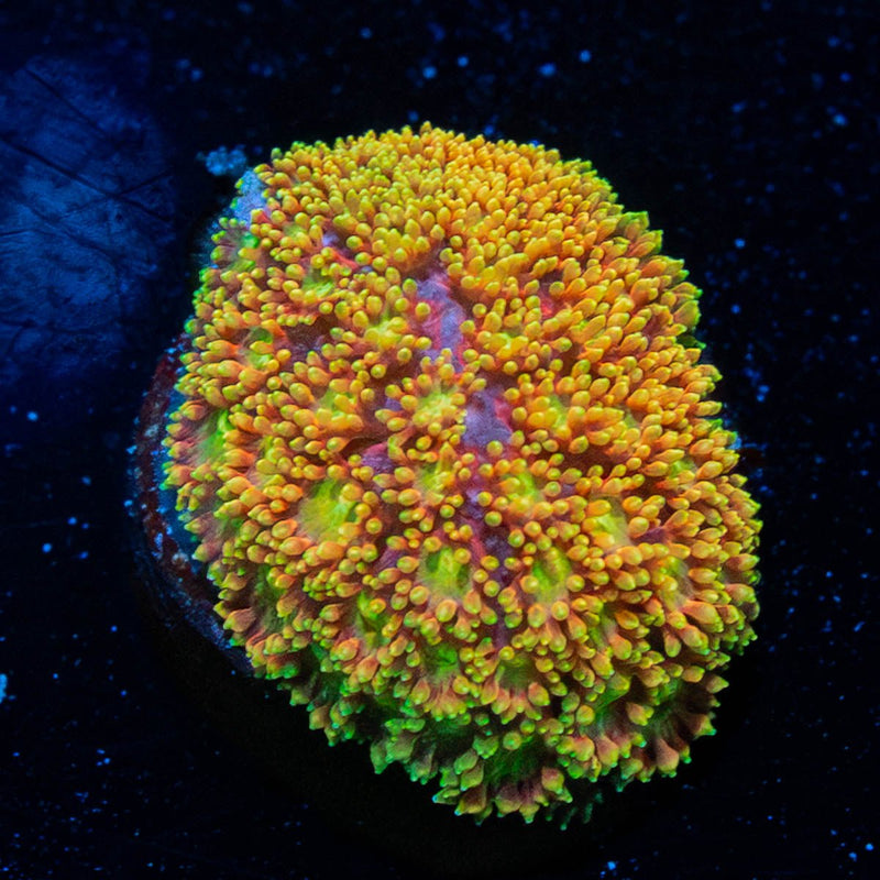 Light Year Bernadapora