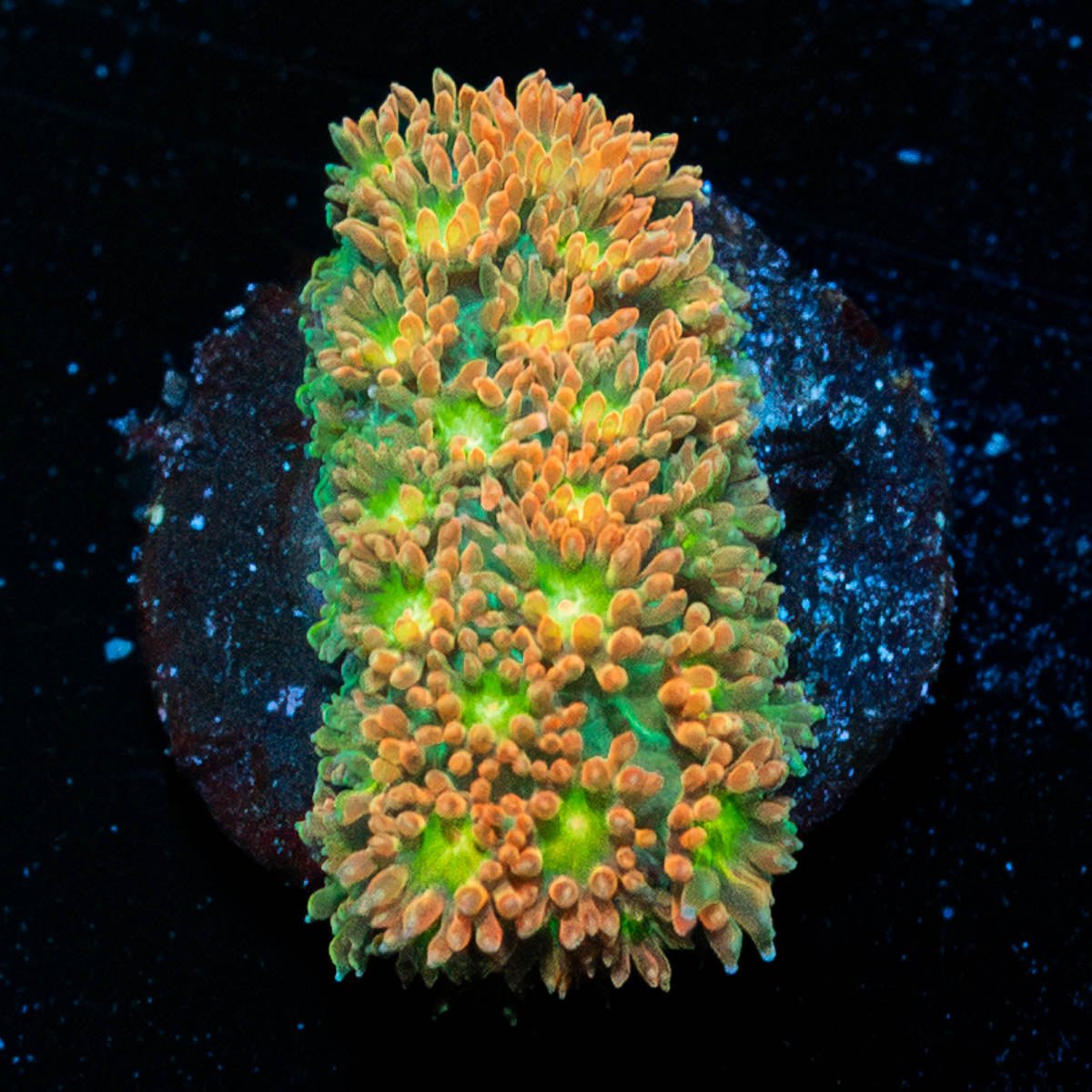 Pumpkinhead Bernadapora - riptide aquaculture llc