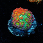 Terra Bernadapora - riptide aquaculture llc