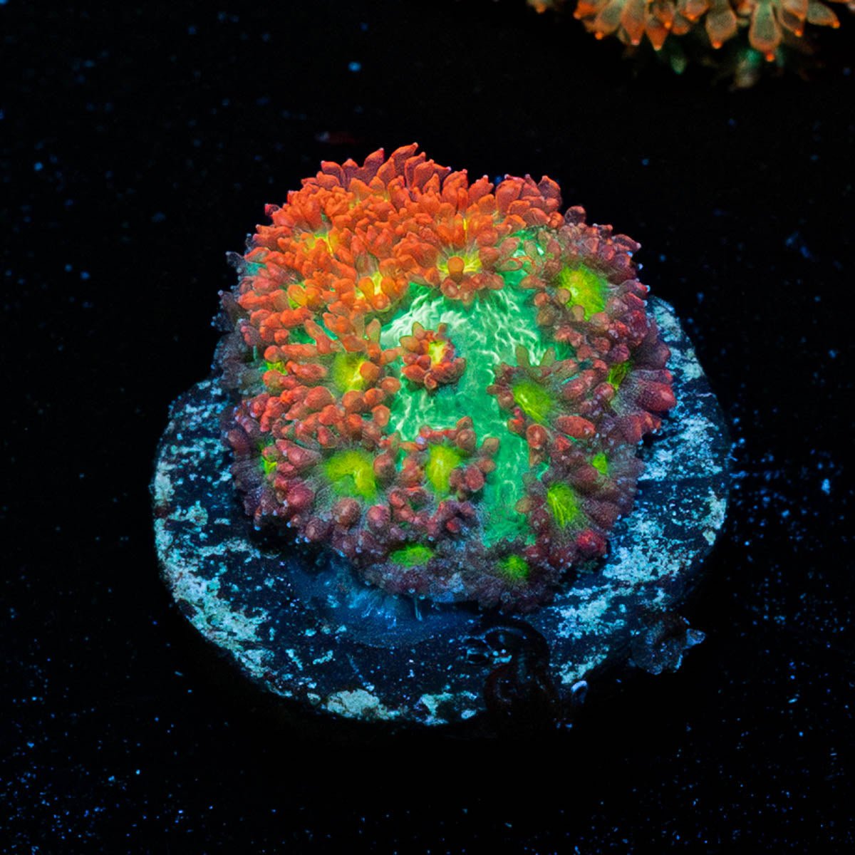 Terra Bernadapora - riptide aquaculture llc