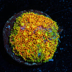 Light Year Bernadapora - riptide aquaculture llc