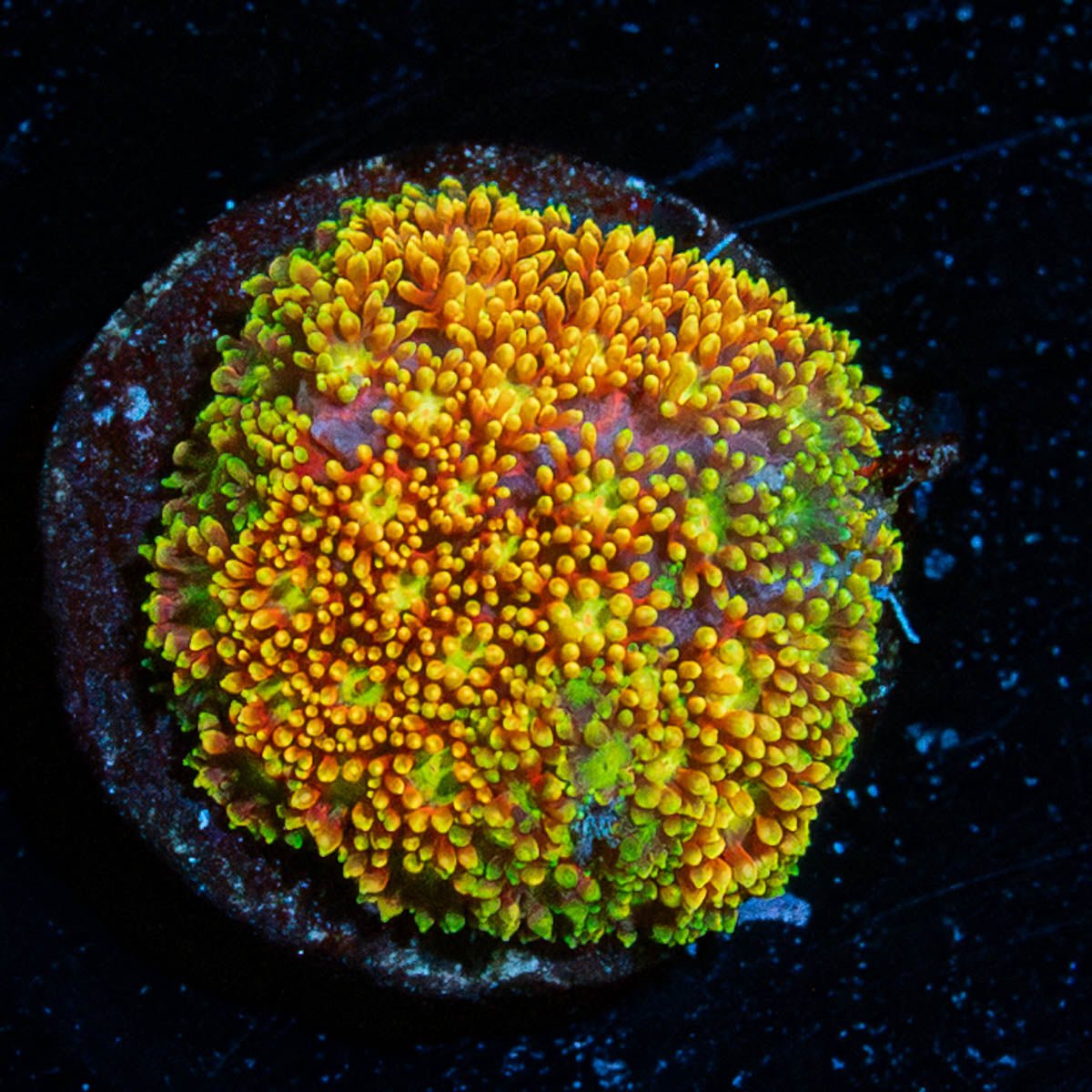 Light Year Bernadapora - riptide aquaculture llc