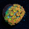 Pumpkinhead Bernadapora - riptide aquaculture llc