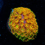 Light Year Bernadapora - riptide aquaculture llc