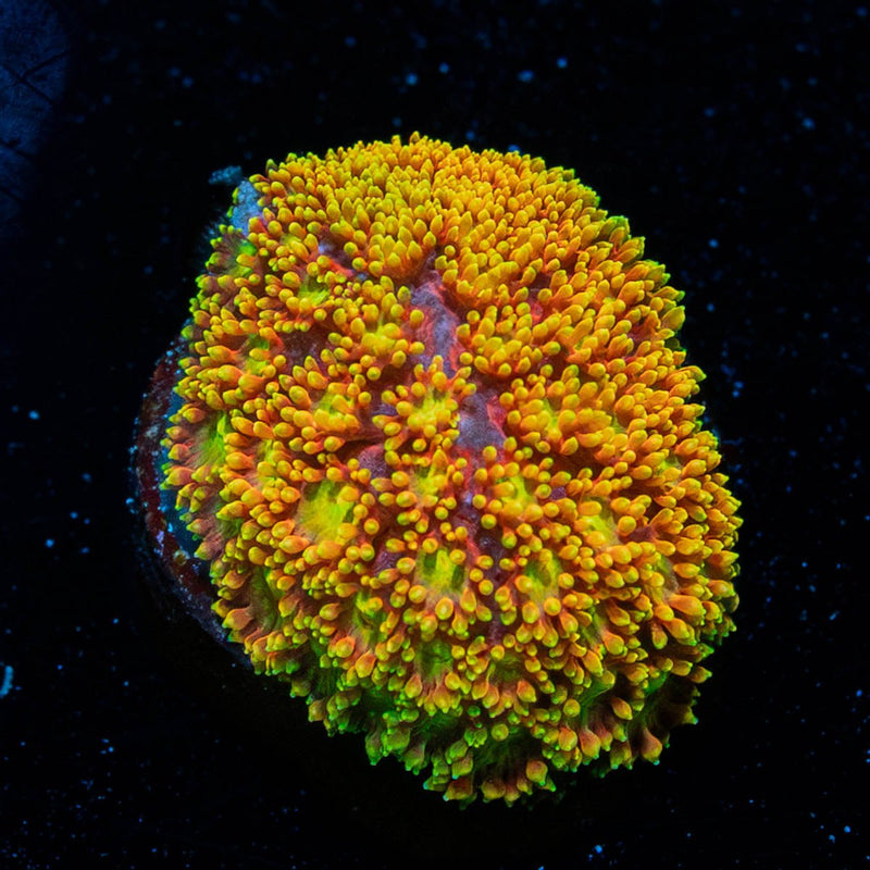 Light Year Bernadapora
