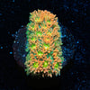 Pumpkinhead Bernadapora - riptide aquaculture llc