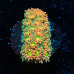Pumpkinhead Bernadapora - riptide aquaculture llc