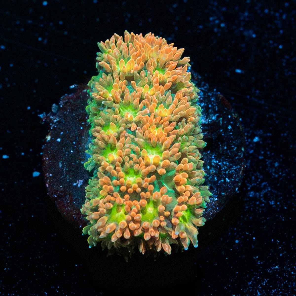 Pumpkinhead Bernadapora - riptide aquaculture llc