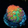 Terra Bernadapora - riptide aquaculture llc