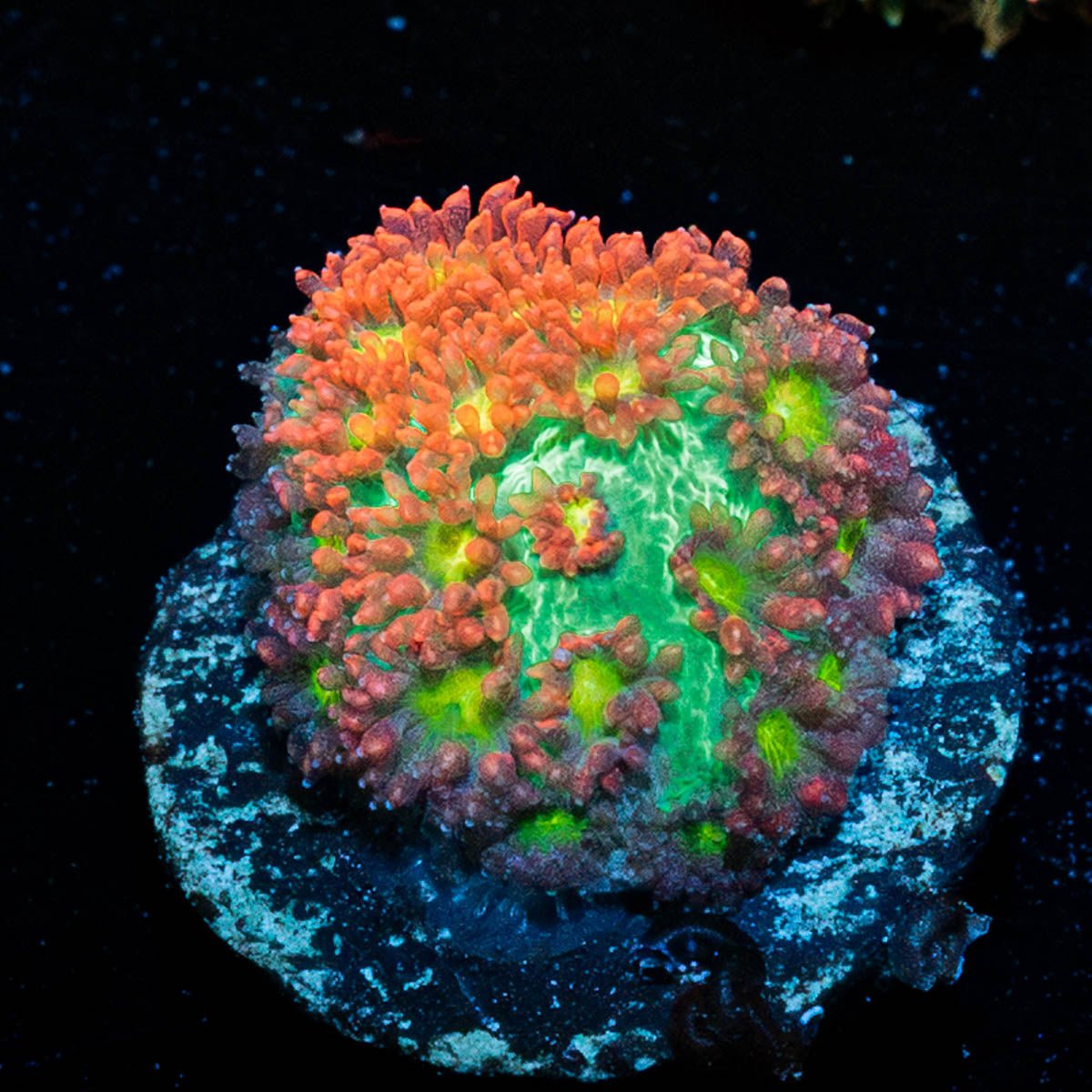 Terra Bernadapora - riptide aquaculture llc
