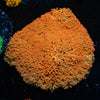 After Burner Bernadapora - riptide aquaculture llc