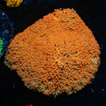 After Burner Bernadapora - riptide aquaculture llc