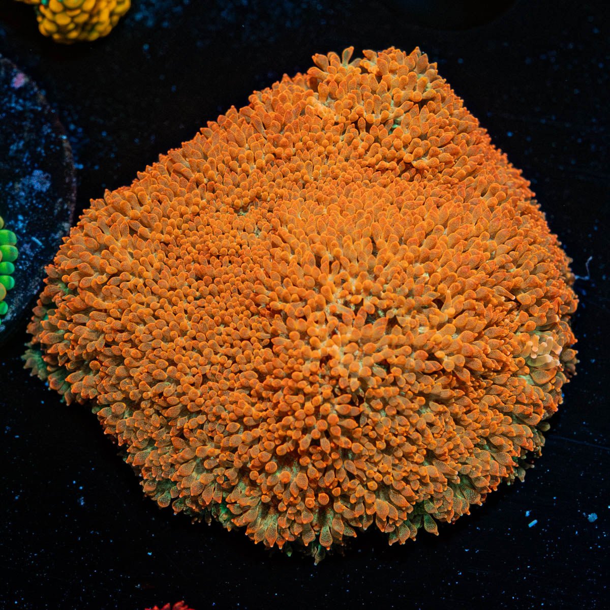 After Burner Bernadapora - riptide aquaculture llc