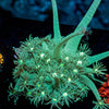 Toxic Goniopora - riptide aquaculture llc