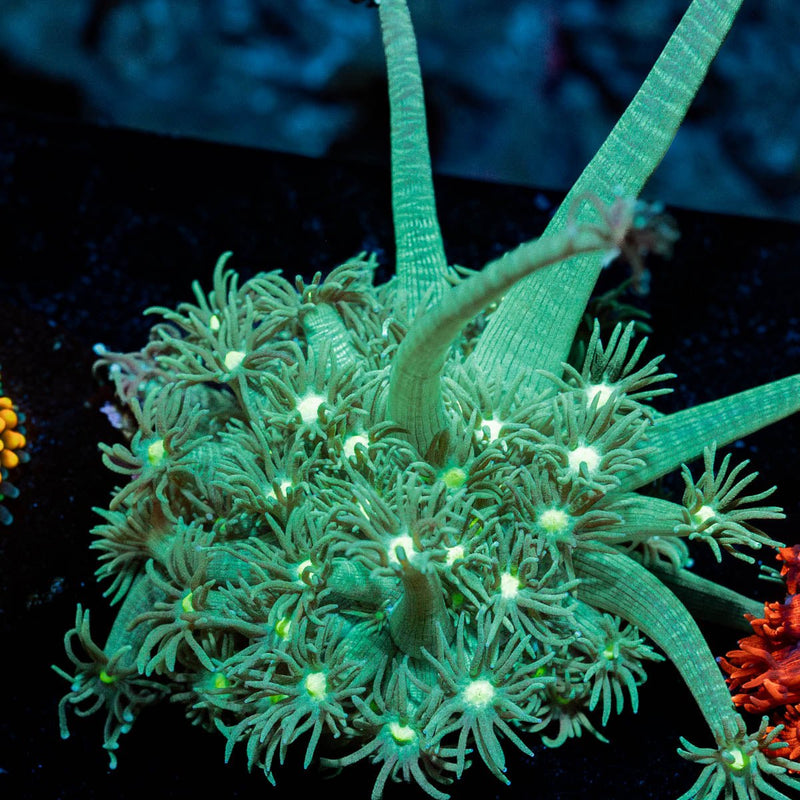 Toxic Goniopora