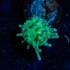 Mtn Dew Toadstool - riptide aquaculture llc