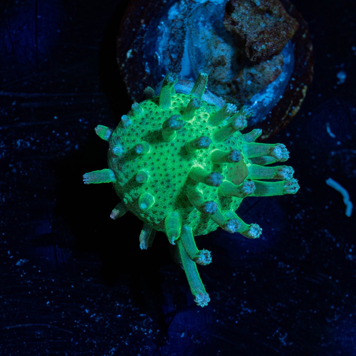 Mtn Dew Toadstool - riptide aquaculture llc