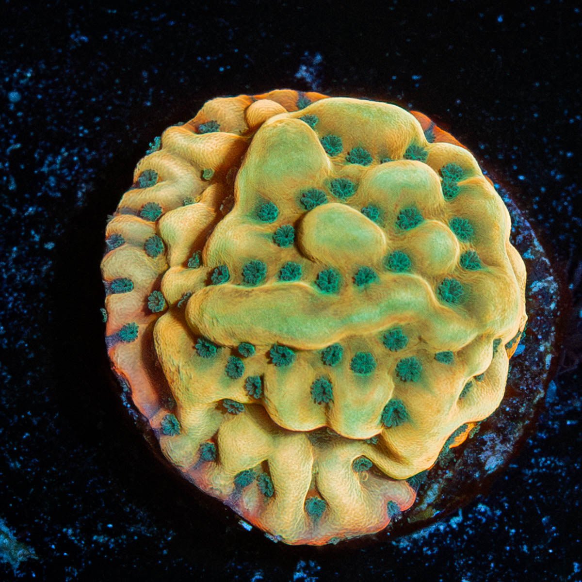 WWC Kung Pow Montipora - riptide aquaculture llc