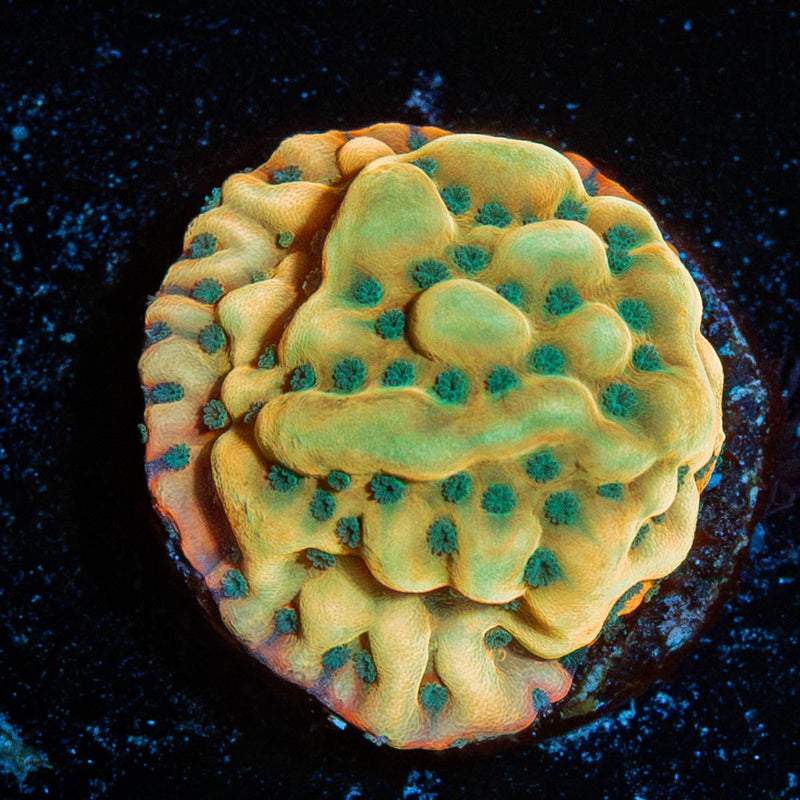 WWC Kung Pow Montipora