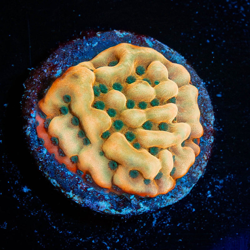 WWC Kung Pow Montipora