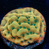WWC Kung Pow Montipora - riptide aquaculture llc
