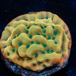 WWC Kung Pow Montipora - riptide aquaculture llc