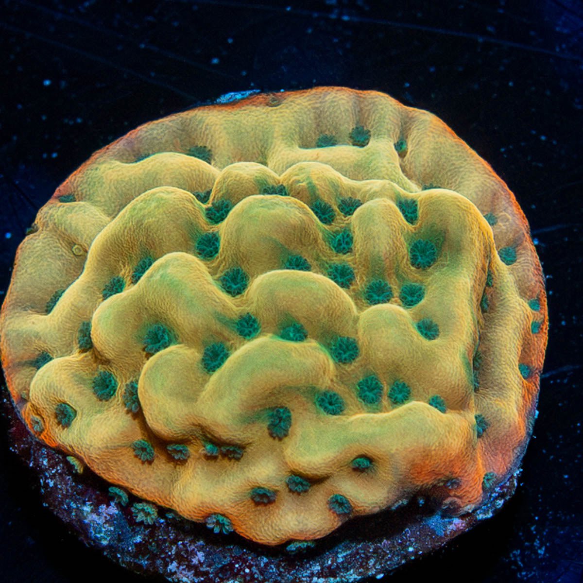 WWC Kung Pow Montipora - riptide aquaculture llc