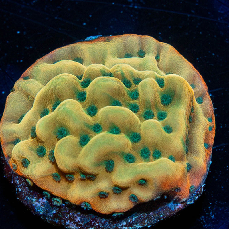 WWC Kung Pow Montipora
