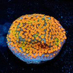 JF Fruity Pebbles Montipora - riptide aquaculture llc