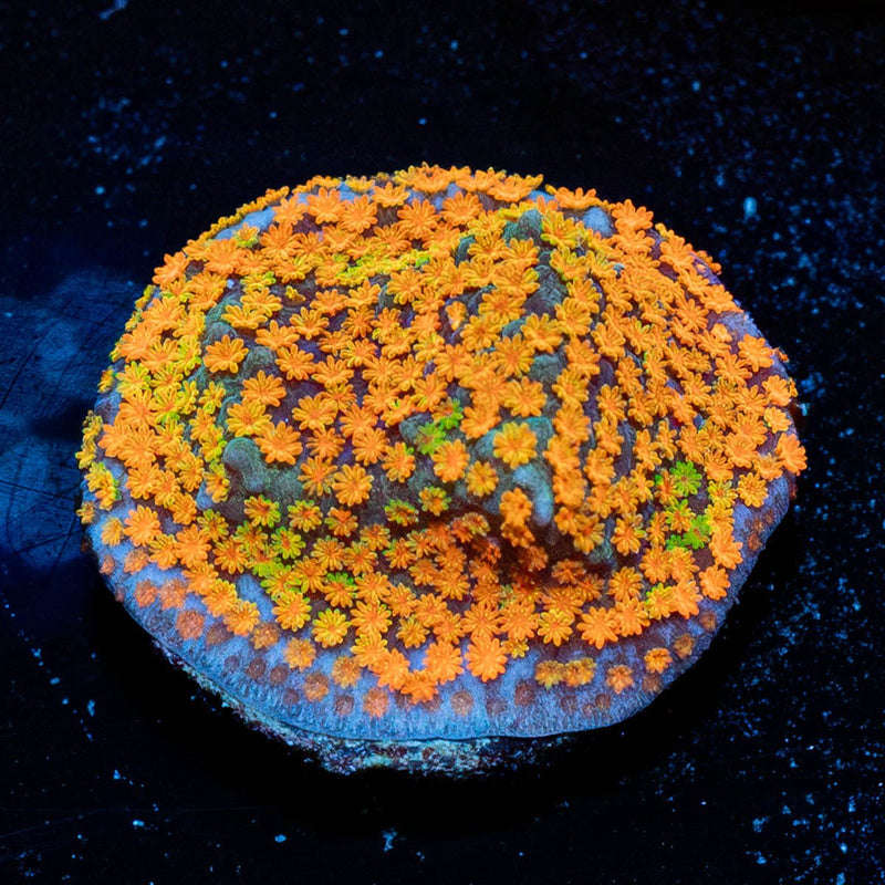 JF Fruity Pebbles Montipora