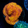 Mega Chrome Montipora - riptide aquaculture llc