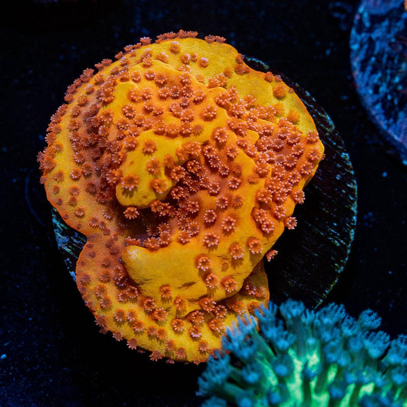Mega Chrome Montipora