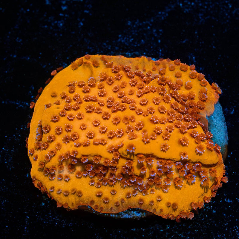 Mega Chrome Montipora