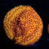 Mega Chrome Montipora - riptide aquaculture llc