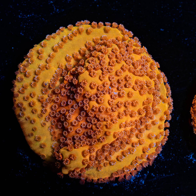 Mega Chrome Montipora