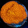 Mega Chrome Montipora - riptide aquaculture llc