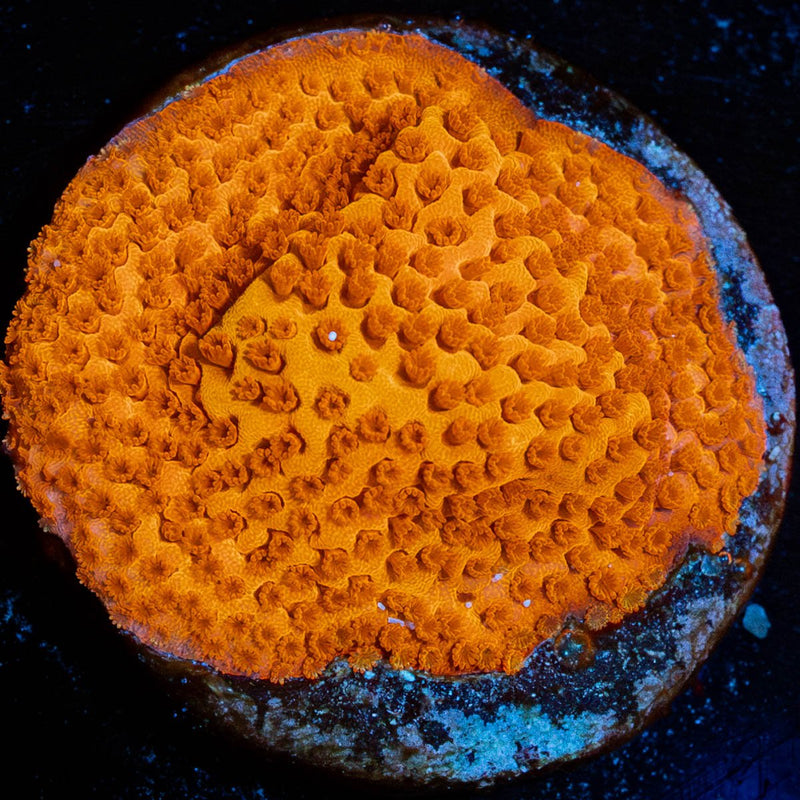 Mega Chrome Montipora