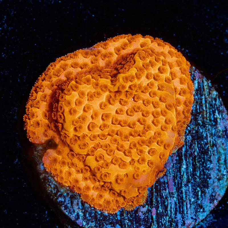 Mega Chrome Montipora